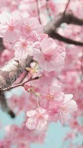 Pin By Santa Beiere On Fondos Cherry Blossom Wallpaper Cherry Blossom Flowers Blossom Trees