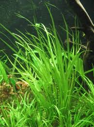 Image result for Blyxa aubertii