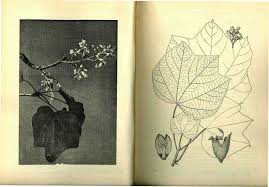 Image result for Hildegardia migeodii