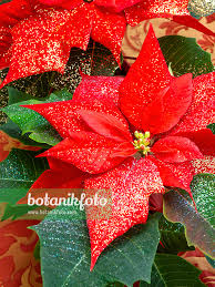 Image result for Euphorbia pulcherrima