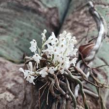 Image result for Microcoelia globulosa