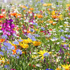 Read on to know more! Pin By Carol Hama On Whoops A Daisy Flower Field Summer Flowers Flowers Nature