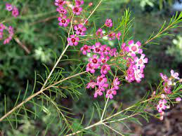 Geraldton Wax Flowers And Leaves Chamelaucium Uncinatum Native Australian Shrub Garden Plants Design Flowering Trees Plant Design