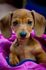 Most dogs with big ears belong to the category of hounds. Big Eared Dachshund Puppy Mick Cute Animals Puppies Cute Baby Animals