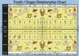 Meridian Tooth Chart Teeth To Organs Relationship News