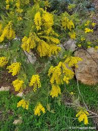 Image result for Acacia kamerunensis