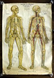 Office Decor I Want A Large Sized Anatomical Chart At