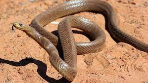 Pin On Inland Taipan S Aka Fierce Snake