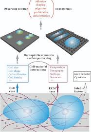 Maybe you would like to learn more about one of these? Cell Material Interactions Revealed Via Material Techniques Of Surface Patterning Yao 2013 Advanced Materials Wiley Online Library