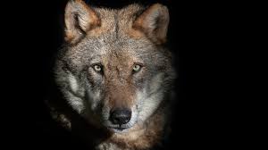 Artenschutz Seid Bereit Fur Den Wolf Spektrum Der Wissenschaft