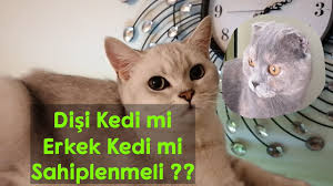 disi kedi mi erkek kedi mi sahiplenmeliyim bilinmesi gereken 4 madde youtube