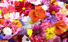 Different types of flowers hd images. Colorful Flowers Various Types Of Background Hd Wallpapers13 Com