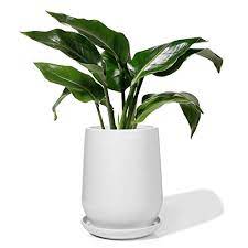 View our extensive range of ceramic indoor plant pots, vases and bowls. Potey 050301 Plant Pot With Drainage Hole Saucer 5 3 Inch Shiny White Glazed Ceramic Planters Indoor Bonsai Container For Plants Flower Plants Not Included Buy Online In China At China Desertcart Com Productid
