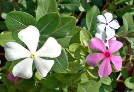 Manfaat daun tapak liman selanjutnya adalah untuk mengatasi penyakit anemia atau penyakit kurang darah. Bunga Tapak Dara Catharanthus Roseus Yang Memikat Dengan Banyak Manfaat