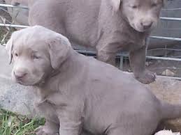 It's also free to list your available puppies and litters on our site. Hoof N Paw Labrador Retrievers