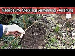 Nadelbaume Die Grossen 4 Austrieb 18 04 18 Baume Straucher Bestimmen Youtube