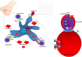 Red blood cell animal definition. Frontiers The Shape Shifting Story Of Reticulocyte Maturation Physiology