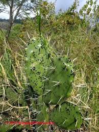 Like many other cactus fruits, the dragonfruit has many tiny seeds. Fungal Mold Growth On Cactus Causes Cures Identification Of Mold Species That Grow On Cactus Plants