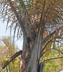 Image result for Raphia australis