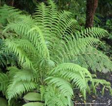 Image result for Christella dentata