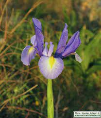 Iris Xiphium Spanish Iris Maltawildplants Com The Online Flora Of The Maltese Islands