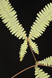 Image result for Dicranopteris elegantula