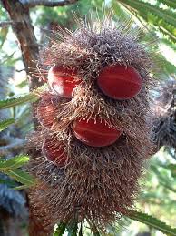Pin On Australia Plants And Birds