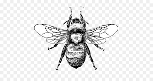10,785 transparent png illustrations and cipart matching bee. Cartoon Bee Png Download 550 462 Free Transparent Bee Png Download Cleanpng Kisspng