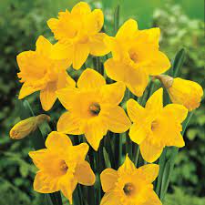 Van Bourgondien Yellow Flowering Spring Bulbs Mixture 50 Pack 64747 The Home Depot Daffodils Spring Bulbs Flower Pot Design
