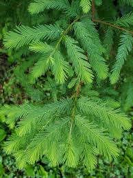 Image result for Cupressaceae