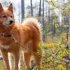 The norrbottenspets (or norrbottenspitz in english) means spitz from the county of north bothnia and probably originates from small laika type spitz that were known to live with hunting people in the. 1