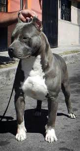 He S Gorgeous O Hope They Are Good To Him Pitbull Terrier Pitbull Dog American Pitbull Terrier