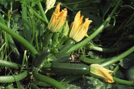 Jul 04, 2021 · pumpkin seeds do not germinate in cold soil, so they need to be planted after the chance of frost has passed. How To Grow Bush Zucchini