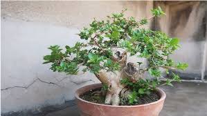 Image result for Premna hans-joachimii