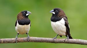 Passarinho Manon: Cuidados Essenciais e Dicas de Criação