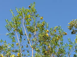 Image result for Hypericum revolutum