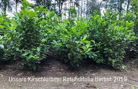 Welcher Kirschlorbeer Oder Lorbeerkirsche Ist Am Besten