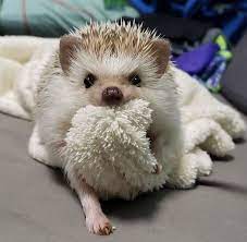 Hedgehog Of The Day On Twitter Cute Little Animals Cute Baby Animals Hedgehog Pet