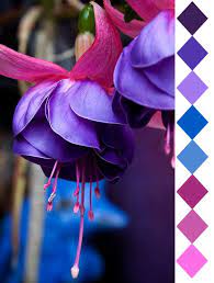 Fuschia 2 Most Beautiful Flowers Amazing Flowers Beautiful Flowers