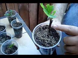 Pin On Fig Tree