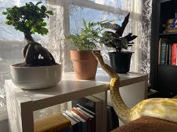 Maybe you would like to learn more about one of these? Brunnhilde Inspecting The East Indian Holly Fern Houseplants