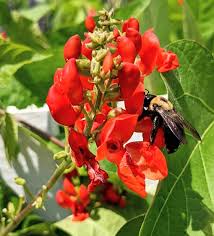 Image result for Phaseolus coccineus