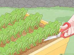 This time around i planted french breakfast & crimson radish seeds as well as monstrueux de viroflay spinach from botanical interests seed i still have about 45 days until the tomato plants are ready to go into the garden boxes {mother's day is the best time to plant tomatoes in the seattle area}. How To Grow Baby Spinach 14 Steps With Pictures Wikihow