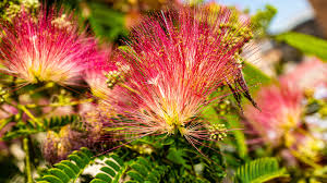 Image result for Albizia