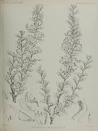 Image result for Ormocarpum schliebenii