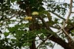 Image result for Albizia versicolor
