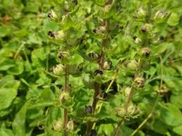 Image result for Alectra sessiliflora