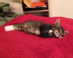Walter The Cat Goes From A Stray Hiding Under A Shed To The King Of The House Cats Cat Tail Tabby Cat