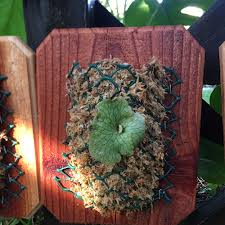 Image result for Platycerium