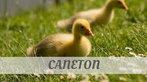 It started to snow, but then spring came. Audio With How To Pronounce Caneton Correctly Caneton Pronunciation